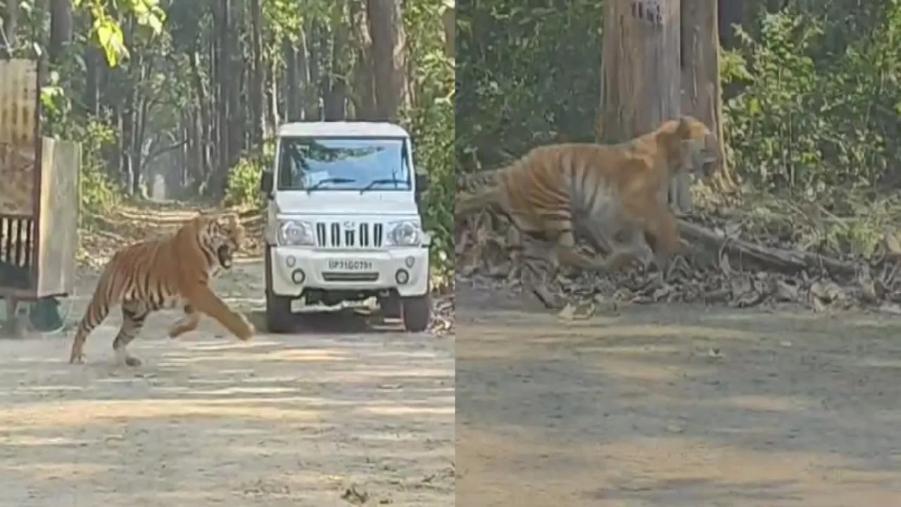 Goodbye Bagheera : दुधवा टाइगर रिजर्व में सुरक्षित छोड़ा गया बाघ, 20 घंटे तक पिंजरे में कैद रहा वन्यजीव