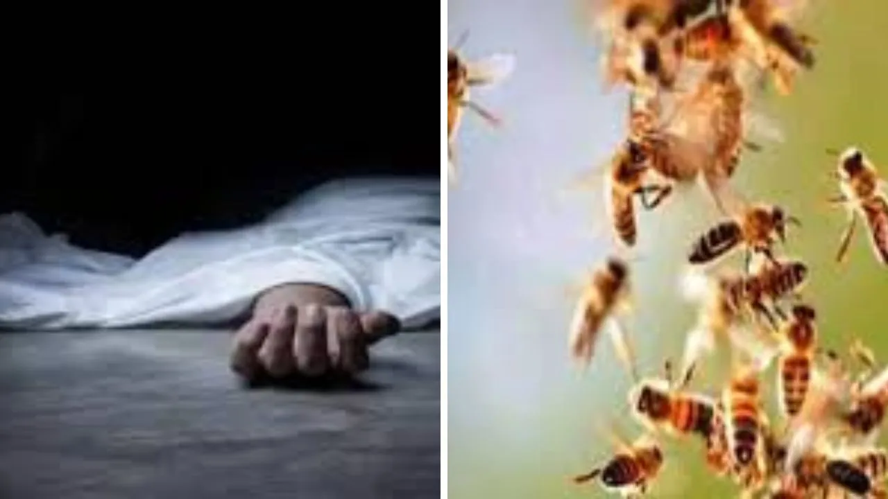 Mahoba: मधुमक्खियों के हमले से अधेड़ की मौत, परिजनों में कोहराम, एक महीने के अंदर दूसरी घटना, सहमे लोग