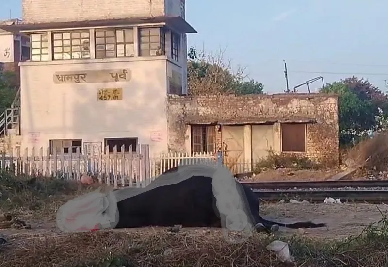 बिजनौर : रेलवे ट्रैक पर घूम रहे आवारा पशुओं की ट्रेन की चपेट में आने से मौत, प्रशासन की लापरवाही उजागर!