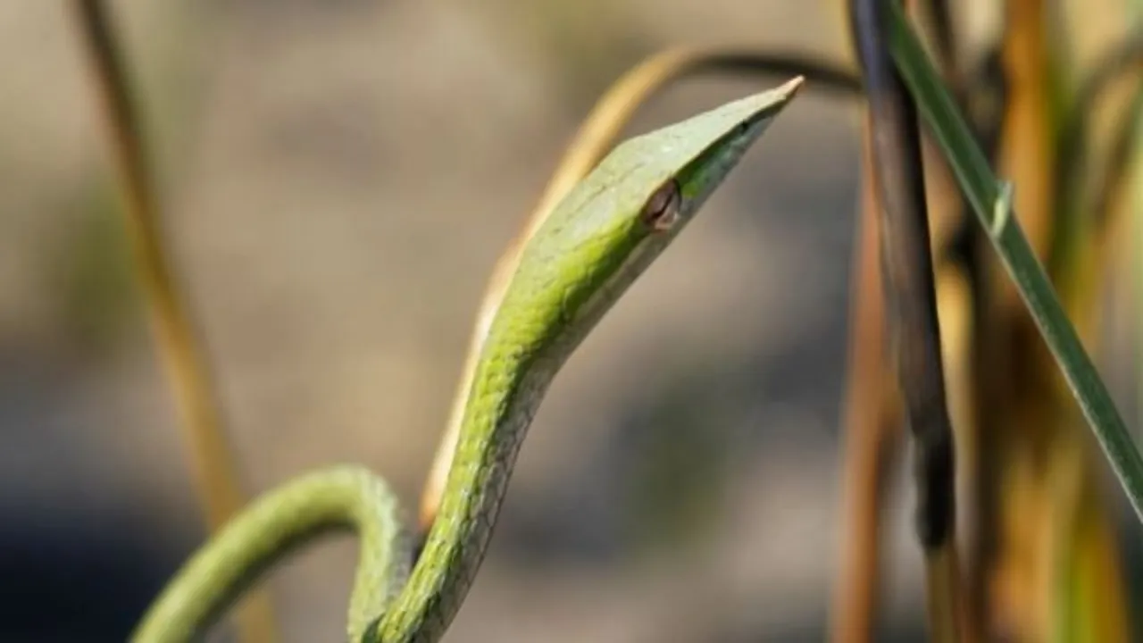 दुधवा में मिला अत्यंत दुर्लभ प्रजाति का लंबी नथनी वाला बेल सांप, वन अधिकारियों ने भारतीय वन्यजीव संरक्षण के लिए बताया महत्वपूर्ण खोज