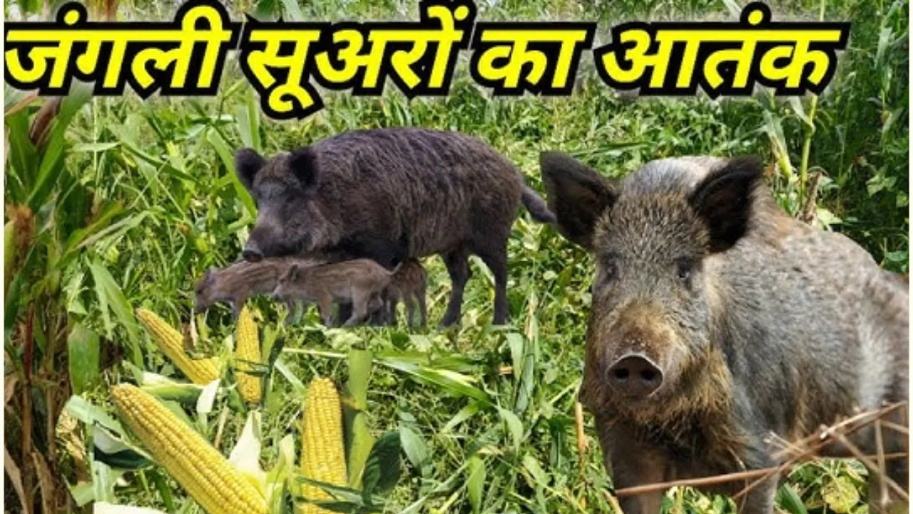 बदायूं: खेतों में सूअर और गोवंश कर रहे मक्के की फसल बर्बाद, ग्रामीणों में भय