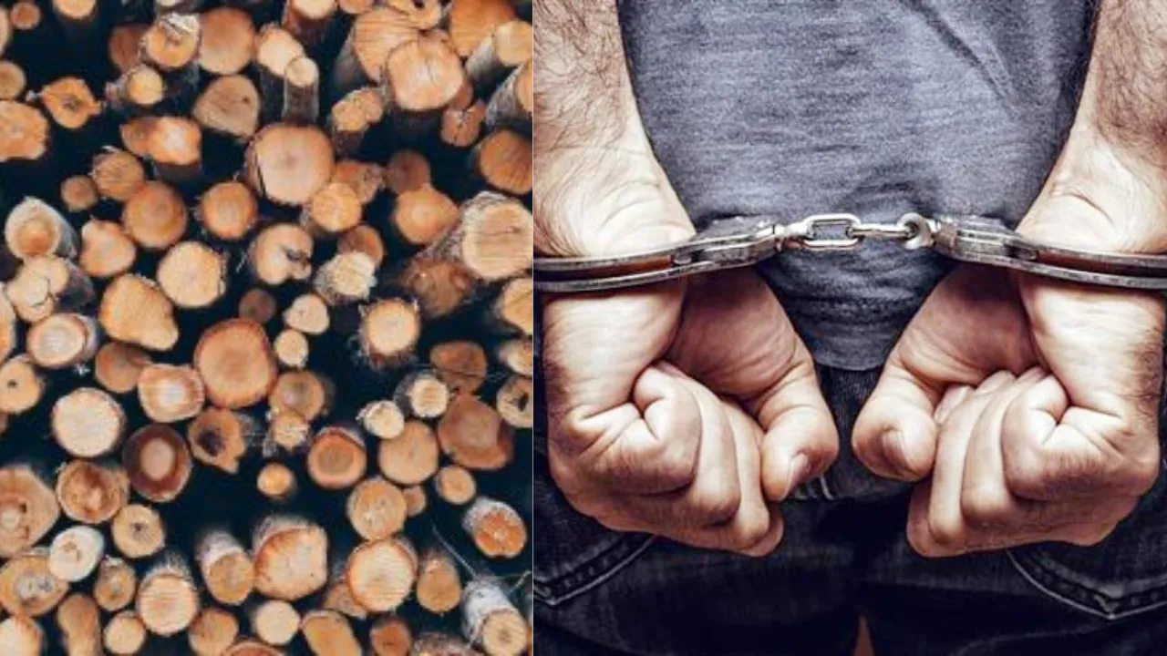 पीलीभीत: पीटीआर में लकड़ी तस्करी का पर्दाफाश, एक गिरफ्तार