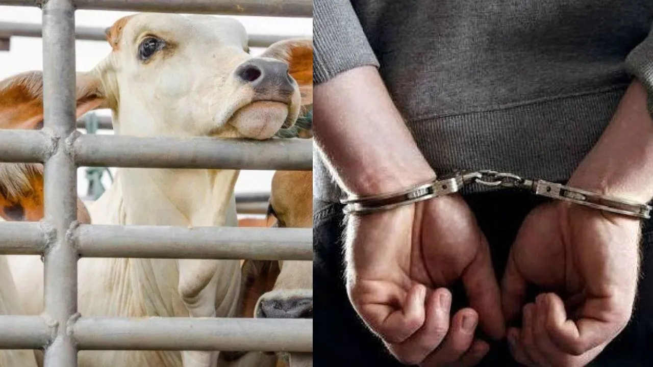 लखीमपुर खीरी: पुलिस ने राजस्थान के 4 गौ तस्कर किए गिरफ्तार, हमला करने वाले आरोपी भी पकड़े