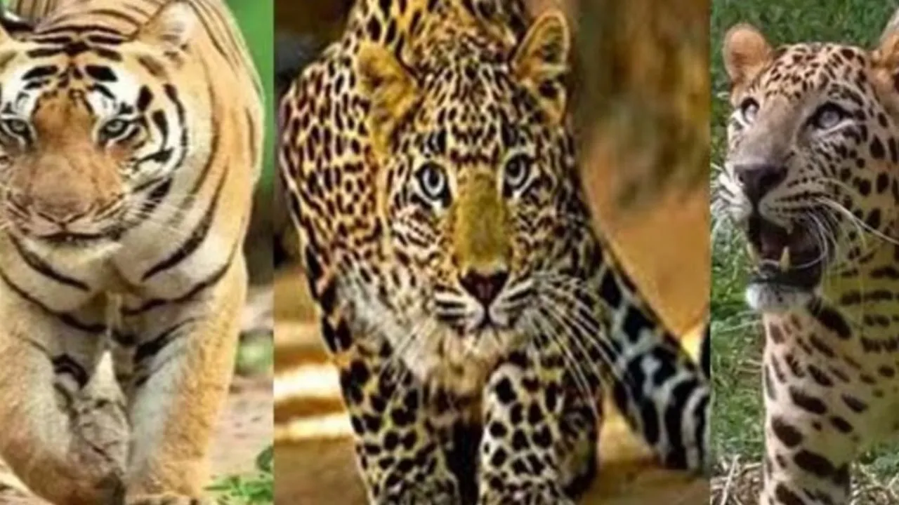 शाहजहांपुर में बाघ और तेंदुए का आतंक जारी, पशुओं का कर रहे शिकार