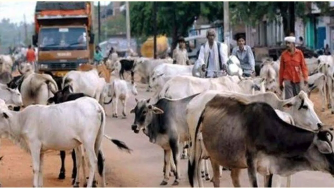 शाहजहांपुर: छुट्टा पशुओं के हमले से लोग परेशान, सरकार से मांग रहे मदद 