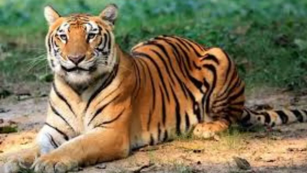 शाजहांपुर: बाघ ने माती माफी गांव में घुसने की कोशिश, शोरगुल के बाद गन्ने के खेत में भागा