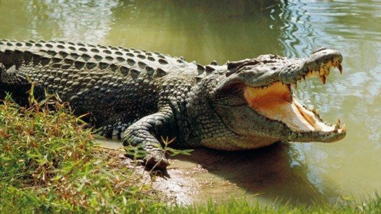 शाहजहांपुर: कांट क्षेत्र में नाले के पास मगरमच्छ का हमला, ग्रामीणों में दहशत