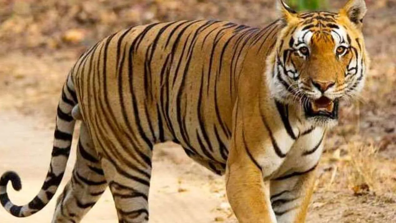 लखीनपुर खीरी: सुखचैनापुर में बाघ के दिखाई देने से क्षेत्र में हड़कंप, किसान भागे