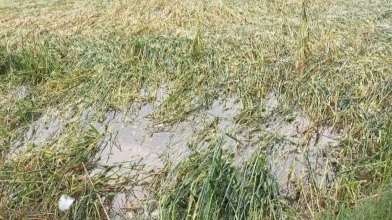 बदायूं में आंधी-बारिश से गेहूं को हुआ नुकसान, पैदावार में कमी का खतरा