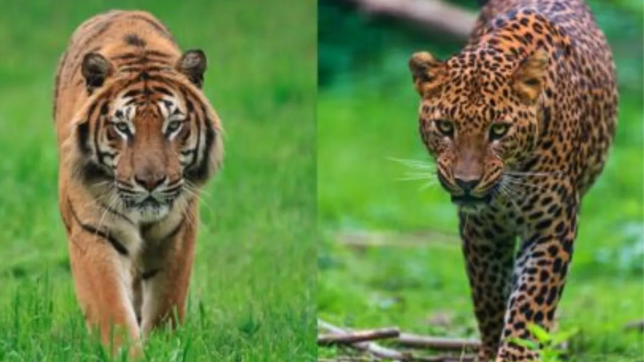 लखीमपुर खीरी में बाघ-तेंदुआ का आतंक, ग्रामीणों में भय का माहौल