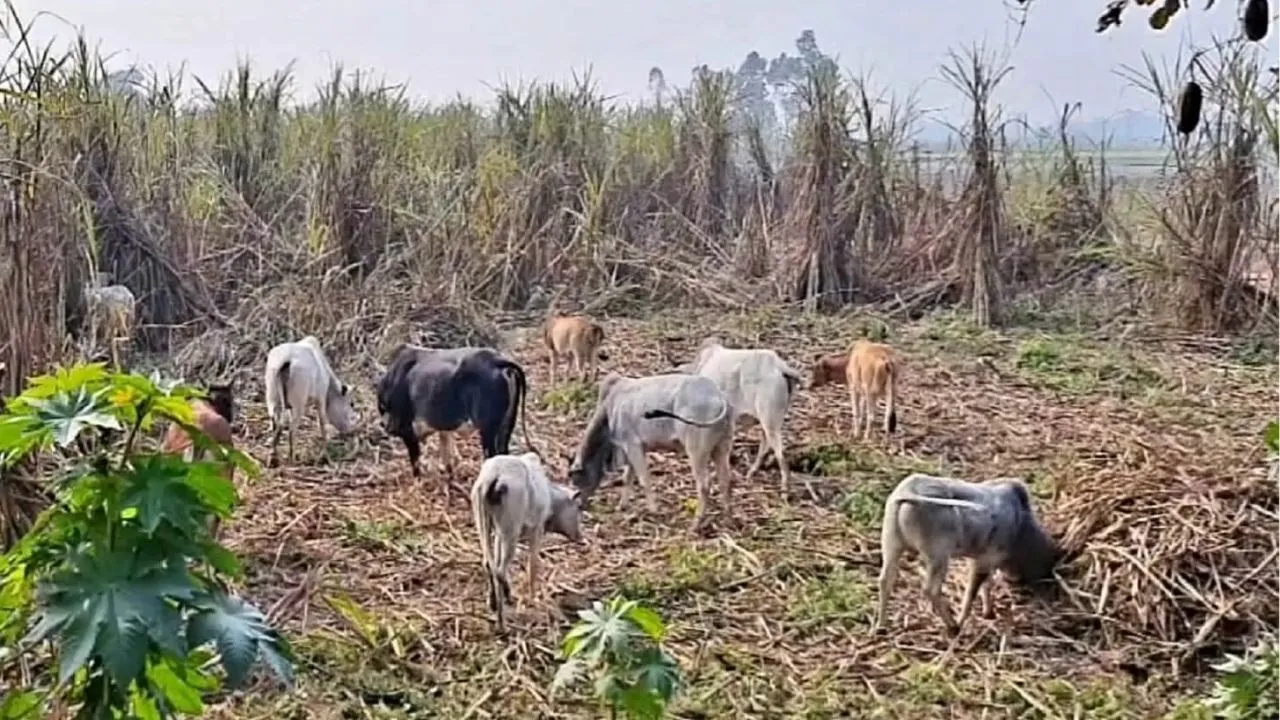 शाहजहांपुर: छुट्टा पशुओं के झुंड से किसान परेशान, फसलें हो रही हैं तबाह