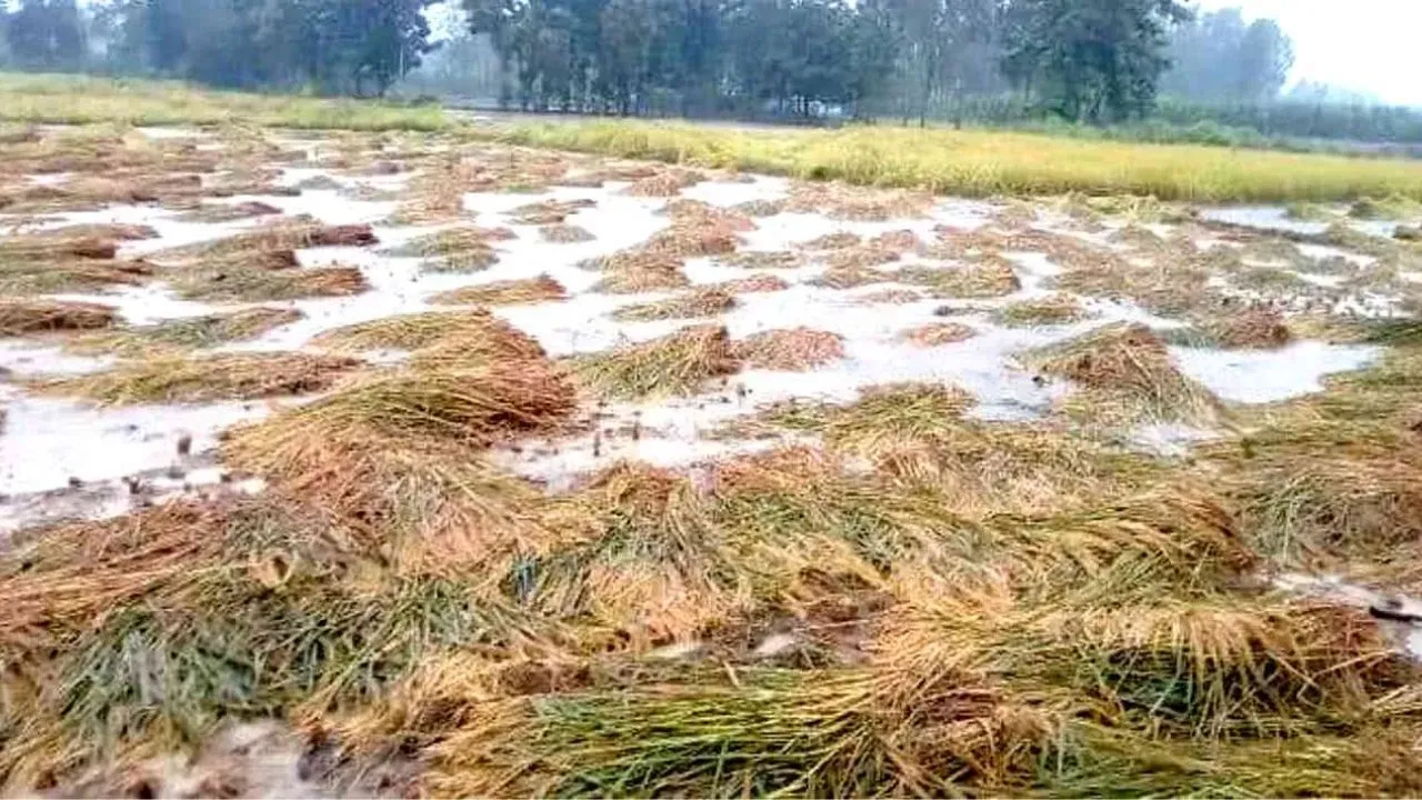 कासगंज में तेज आंधी और बारिश से बिजली गुल, किसानों को फसलों के नुकसान की चिंता 