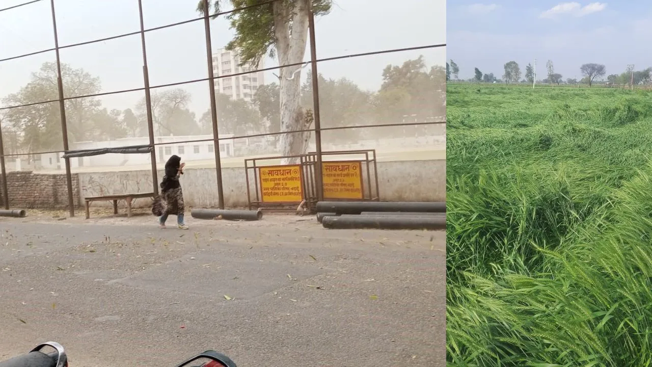 बदायूं में तेज हवाओं और बूंदाबांदी से गेहूं की फसल को हुआ नुकसान, किसानों की बढ़ी चिंता