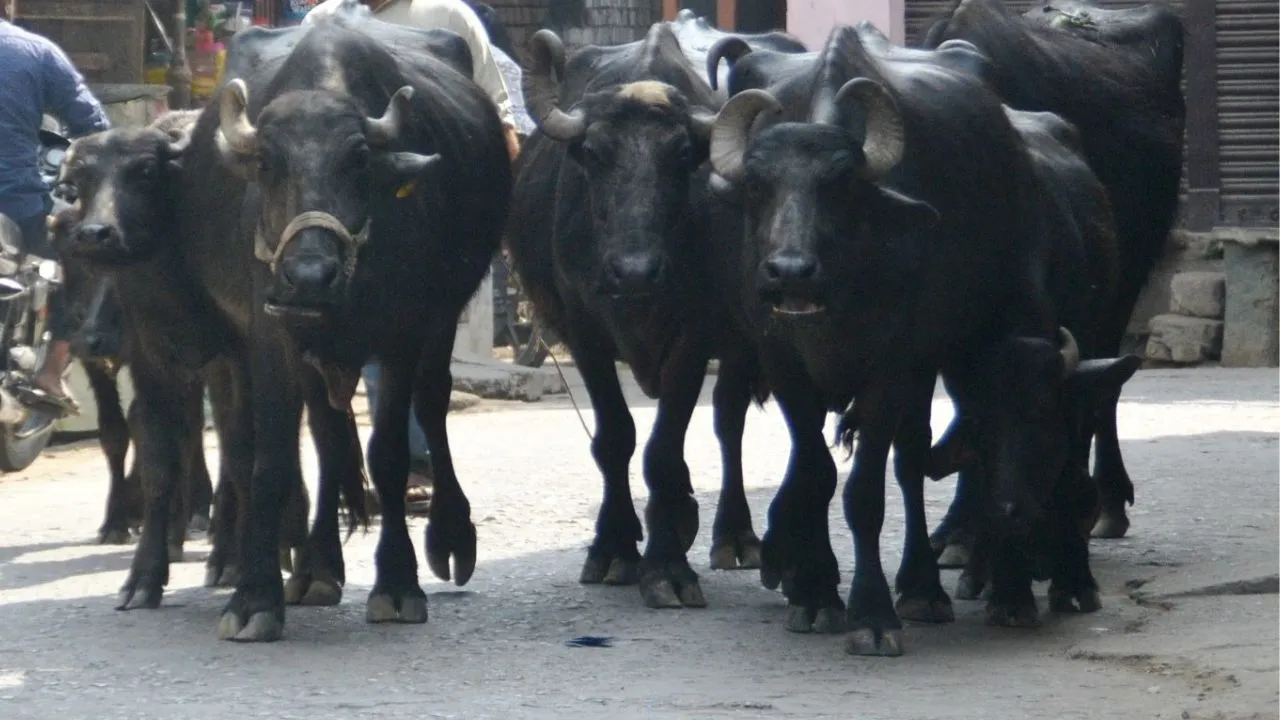 पीलीभीत: दुधारू पशुओं में बढ़ रहा बांझपन, दूध उत्पादन पर पड़ा असर