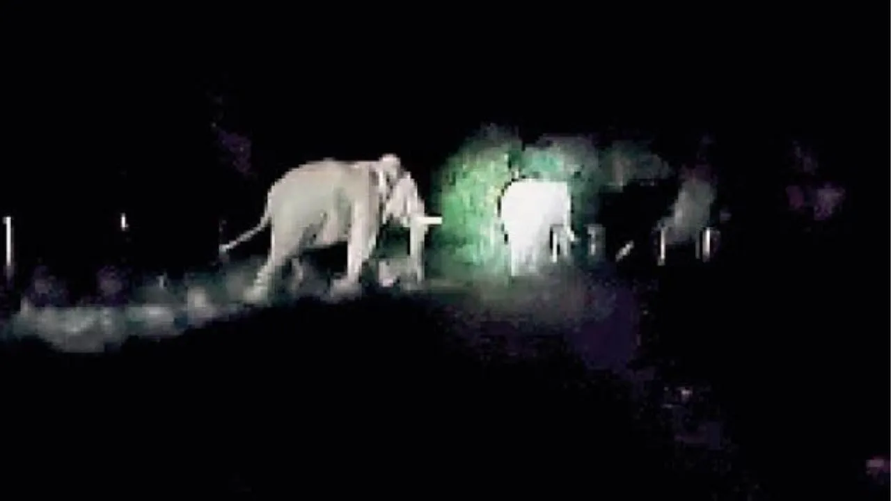 पीलीभीत में नेपाली हाथियों ने मचाया उत्पात, किसानों ने शोर मचाकर खदेड़ा