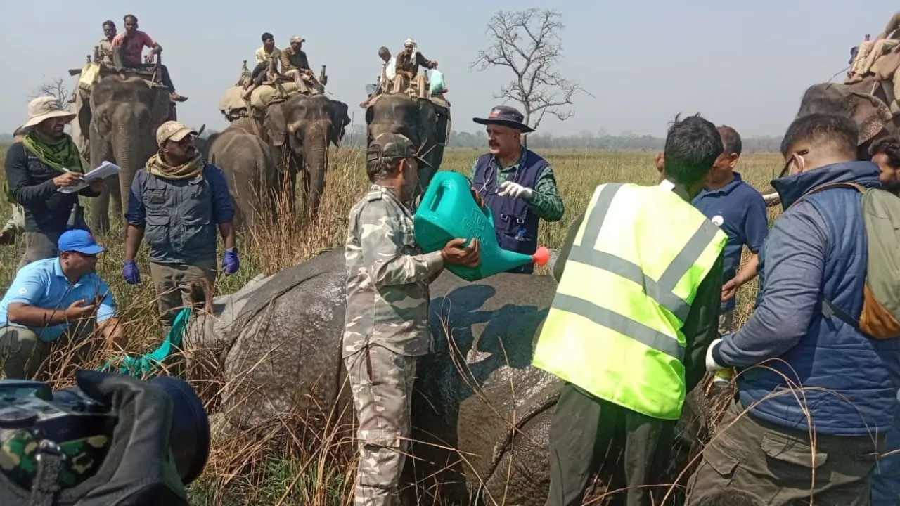 लखीमपुर खीरी: दुधवा में दो और गैंडे हुए आजाद, अब जंगल में बिना बाड़ के रहेंगे