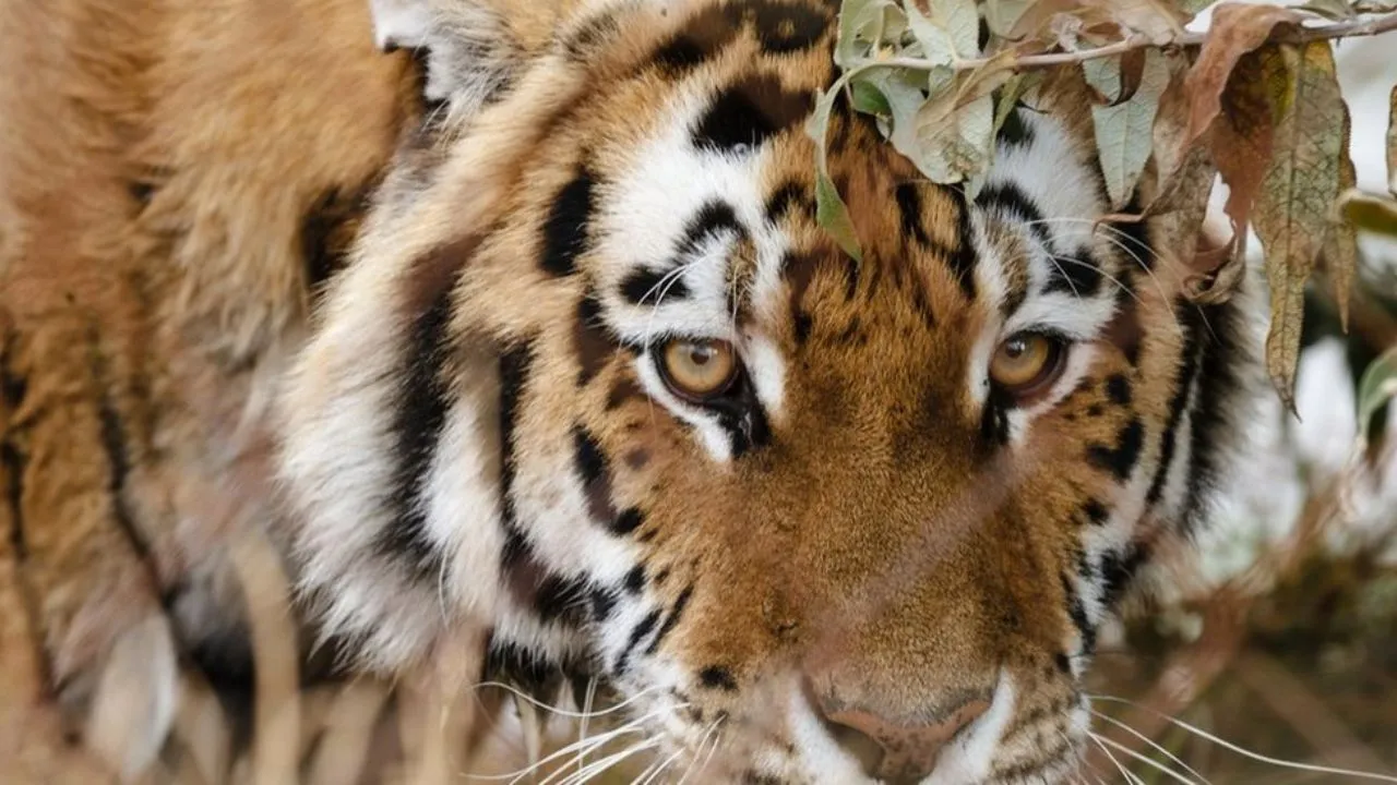 शाहजहांपुर: खुटार में बाघ के आतंक से गांव वाले भयभीत, वन विभाग ने दी सतर्क रहने की सलाह