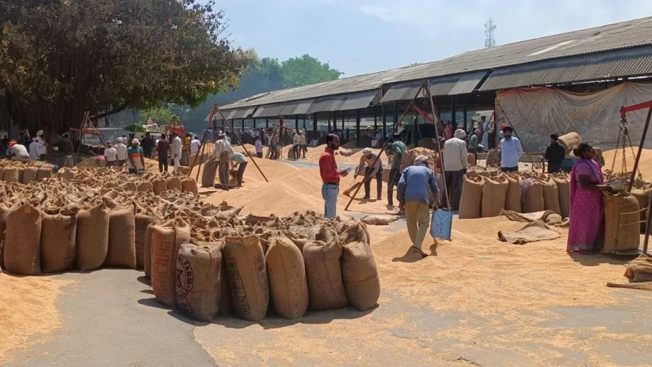 लखीमपुर खीरी: गेहूं खरीद की शुरुआत, दो केंद्रों पर 115 क्विंटल गेहूं की हुई बिक्री