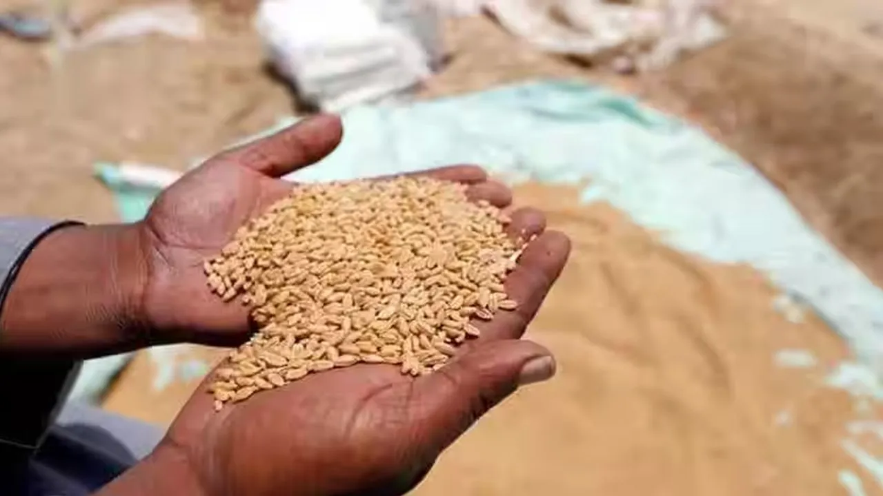 लखीमपुर खीरी में गेहूं की खरीद शुरू, किसानों को मिलेगा 2425 रुपये प्रति कुंतल