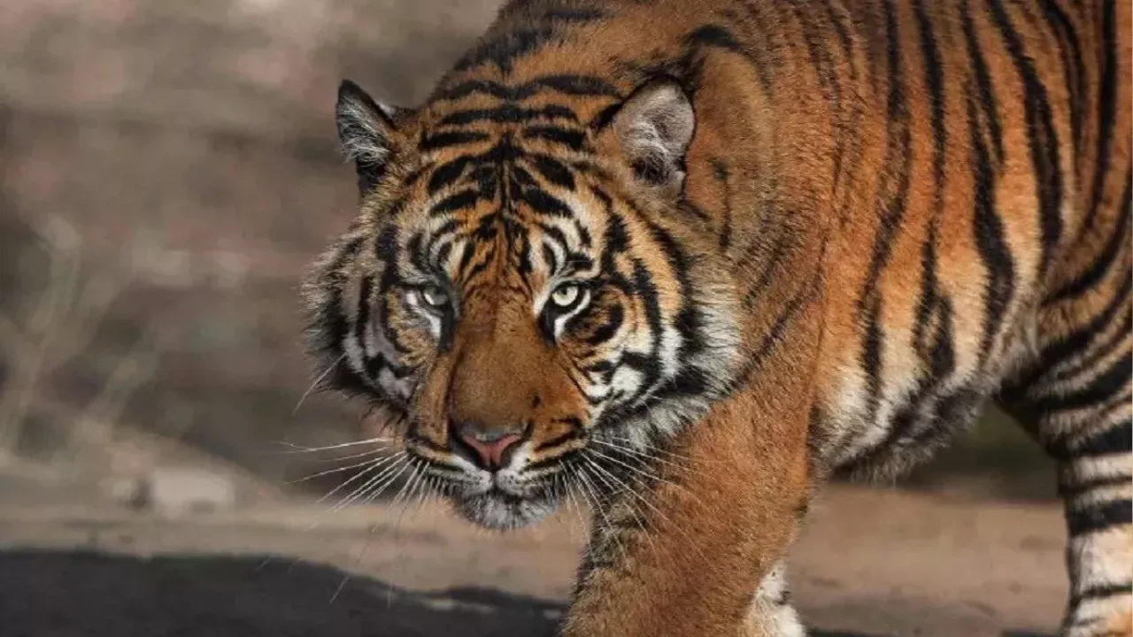 शाहजहांपुर: किसान पर बाघ के हमले के बाद ग्रामीणों में दहशत, नहीं पहुंचे वनकर्मी