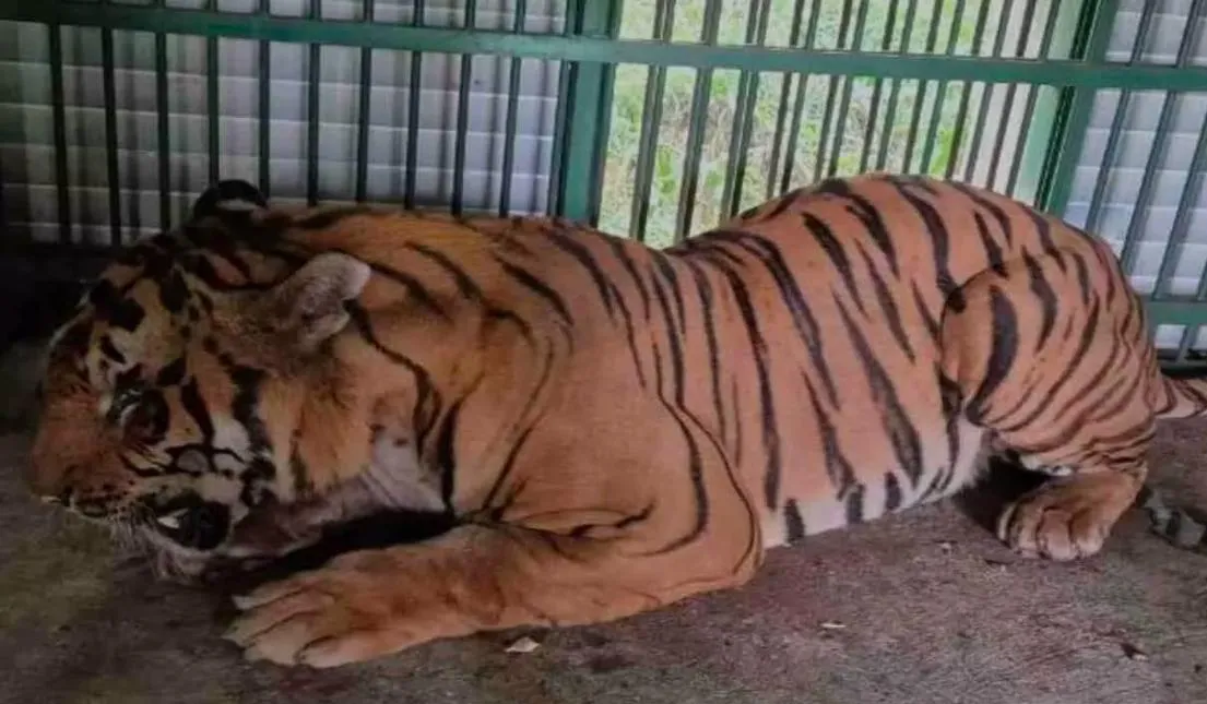 Bareilly: 'केसरी' की मौत का कसूरवार गोरखपुर चिड़ियाघर प्रशासन, PM रिपोर्ट ने खोली लापरवाही की परतें