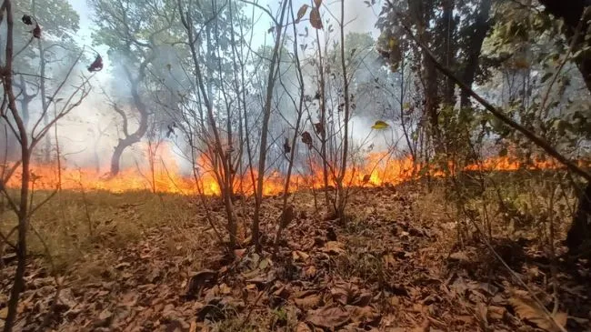 शाहजहांपुर: जंगल में लगी भीषण आग, पेड़-पौधे जले