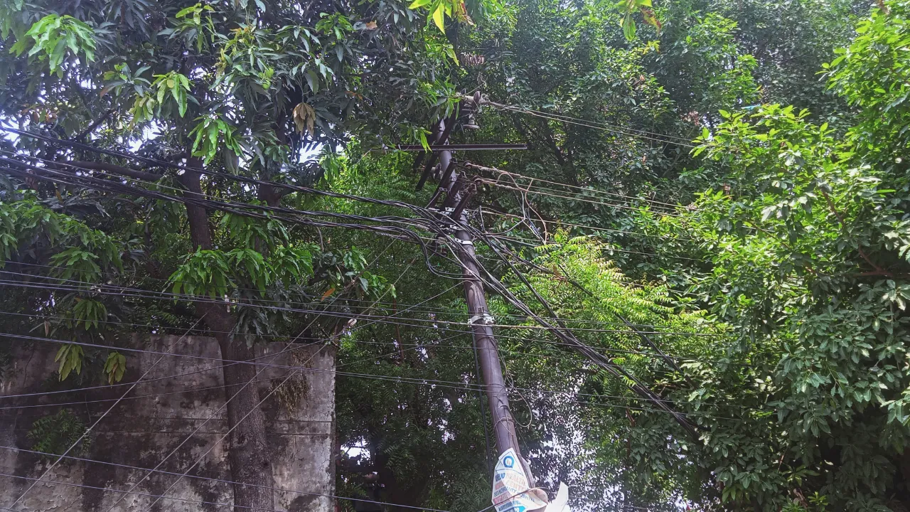 लाखों खर्च के बाद भी पेड़ों की टहनियां बन रही शार्ट सर्किट की वजह, राजधानी में हर दिन कई इलाके झेल रहे लाइट न आने की परेशानियां