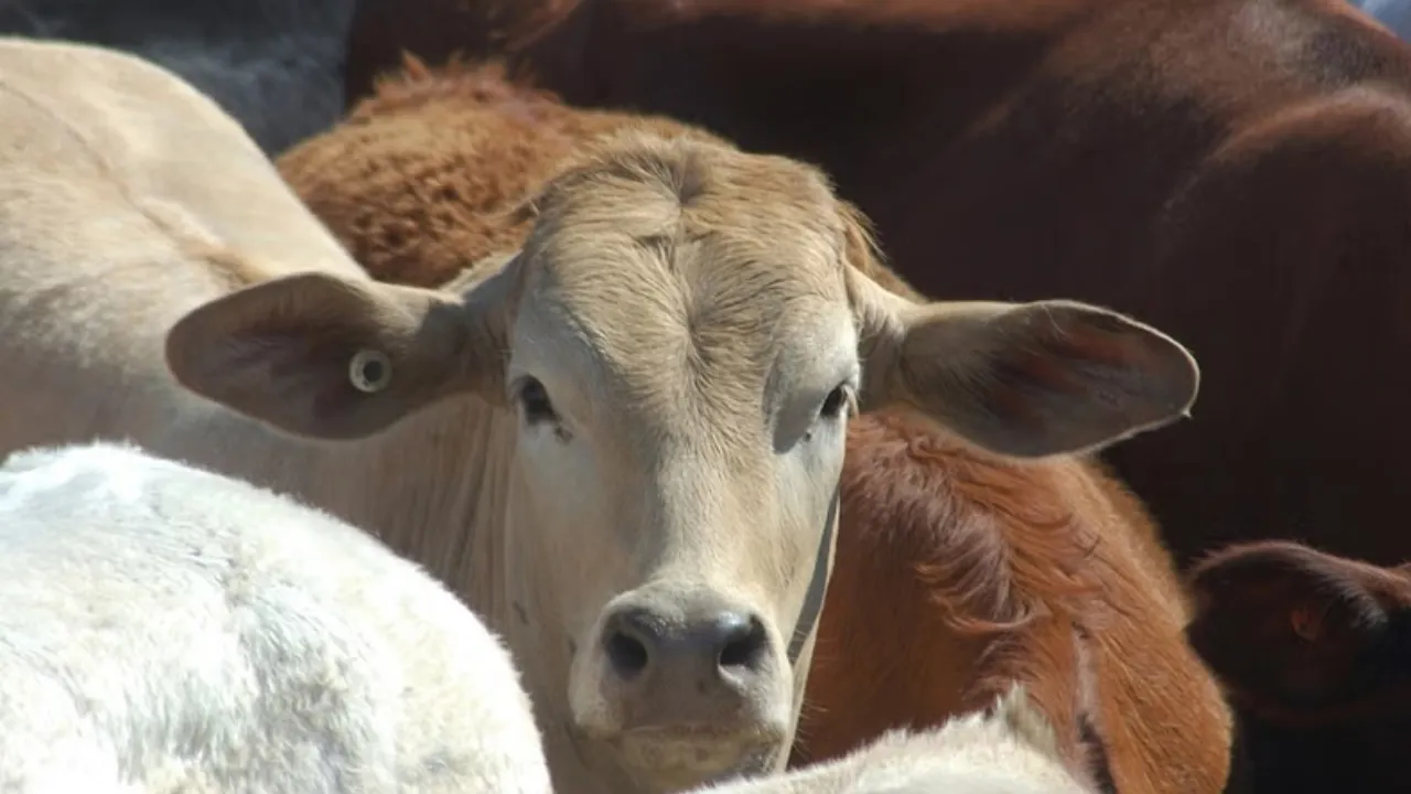 मेरठ: पुलिस मुठभेड़ में घायल हुए गोहत्या के आरोपी, गिरफ्तार