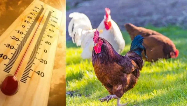 बरेली: मुर्गियों को गर्मी सहनशील बनाने की कवायद शुरू, वैज्ञानिकों ने अपनाया नया तरीका