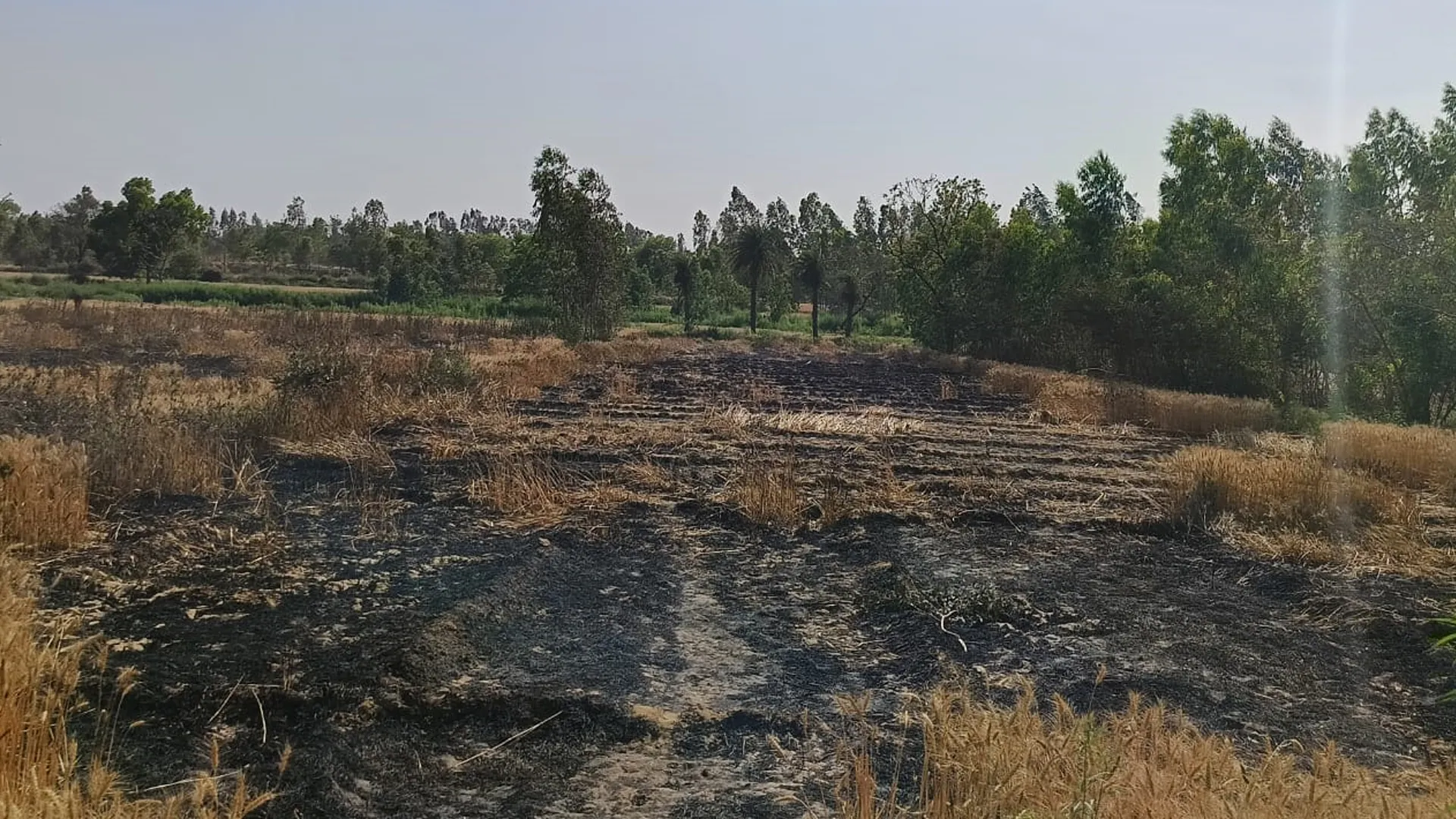 कासगंज: अज्ञात कारणों से खेतों में लगी आग, 5 बीघा फसल जलकर राख