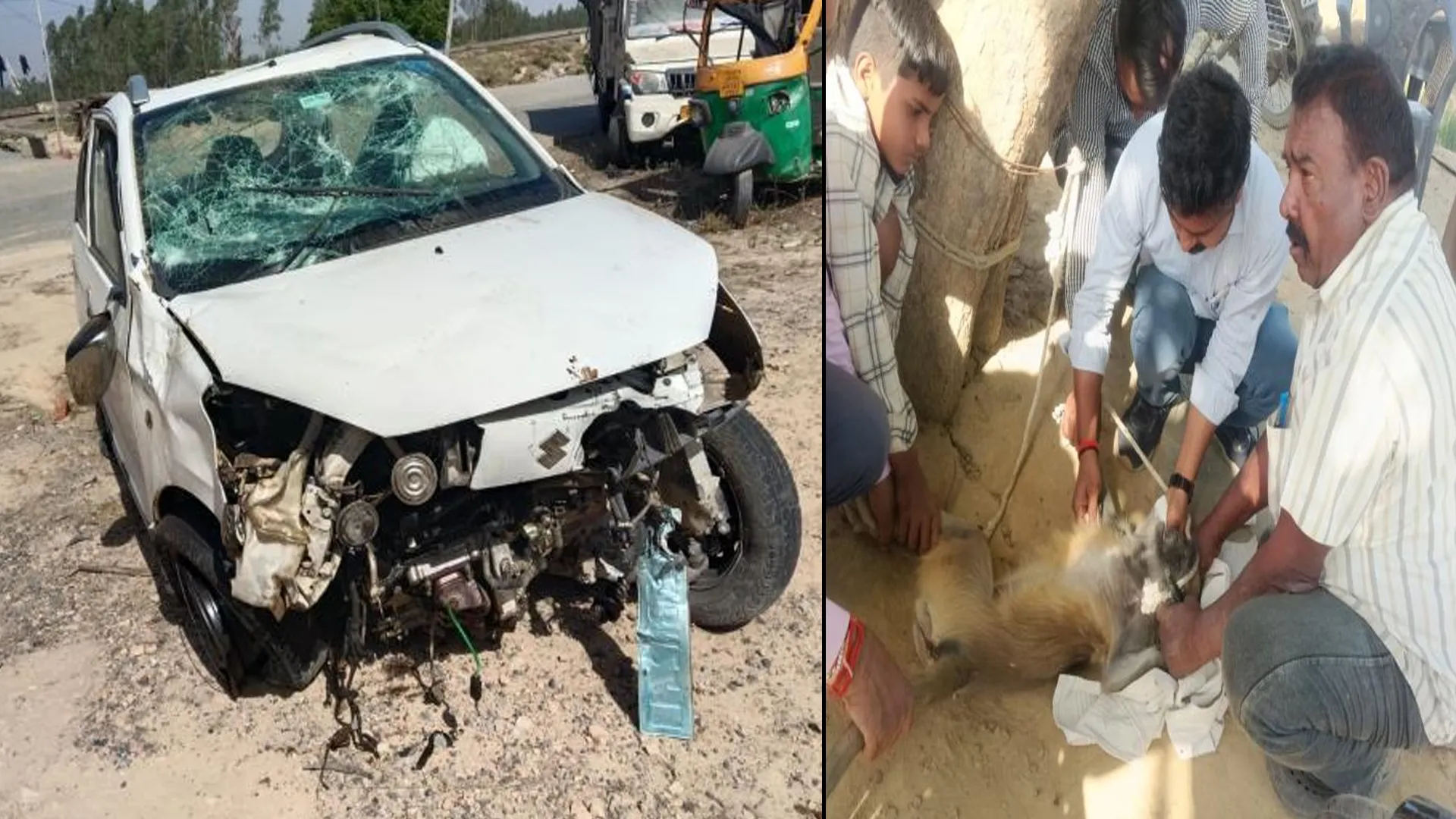 शाहजहांपुर : कार डिवाइडर से टकराई... दो लंगूरी बंदर घायल मिले, बाकी भाग गए