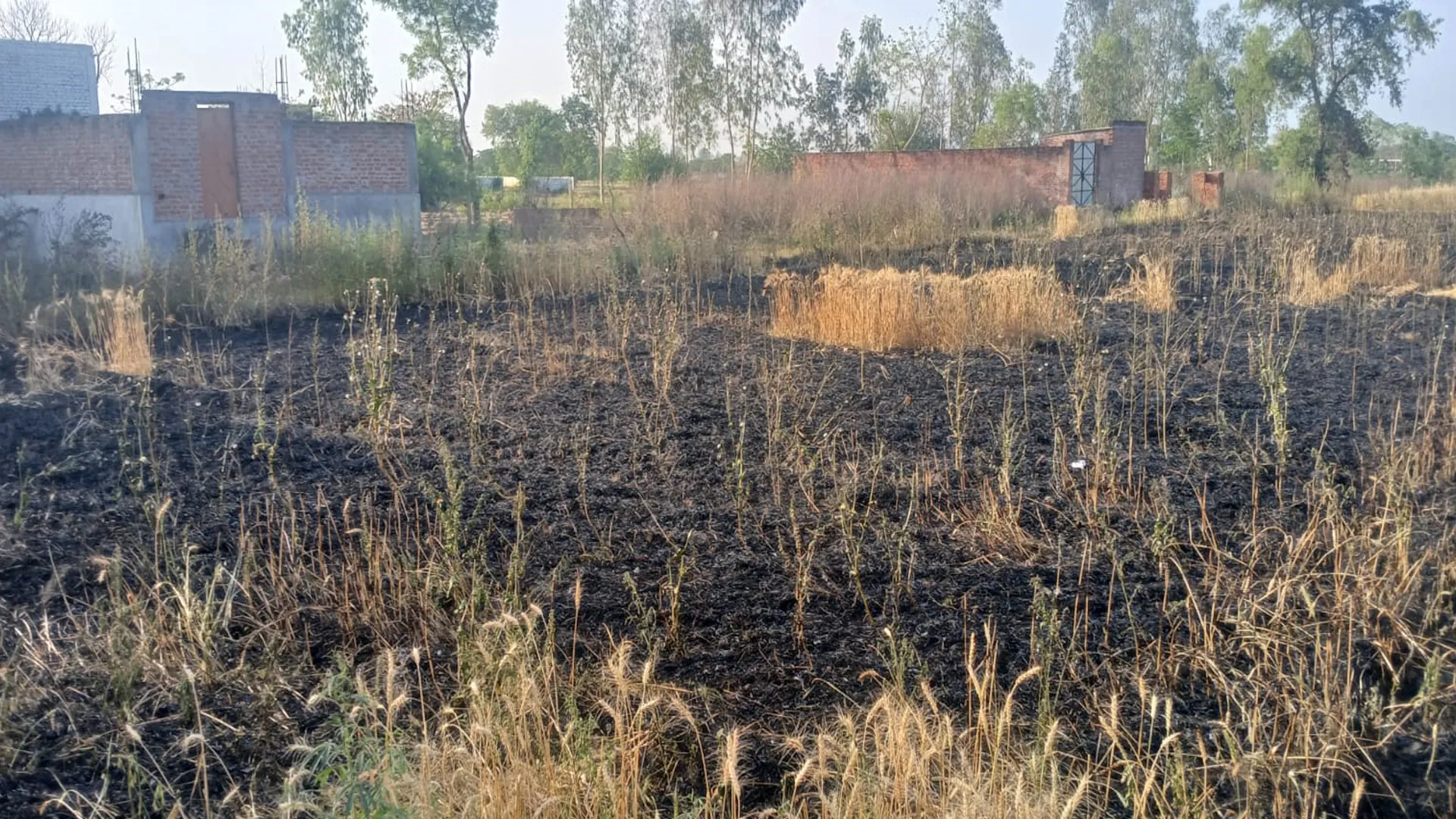 कासगंज: आग से जलकर राख हुई खेतों में पकी खड़ी तीन बीघा गेहूं की फसल