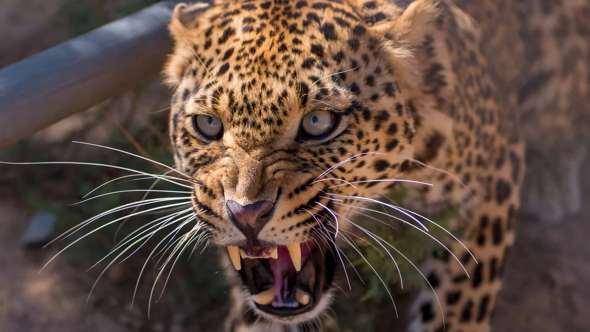 लखीमपुर खीरी: खेत में पानी भर रहे किसान पर तेंदुए का हमला...बचाने आए लोग भी घायल