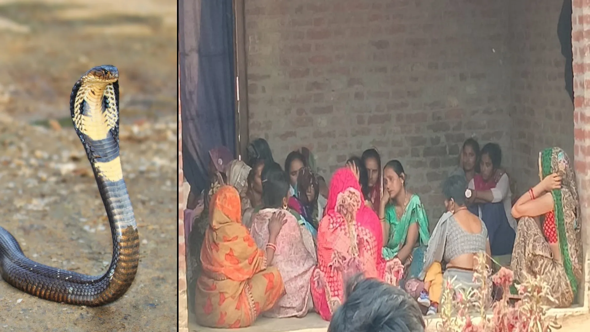 लखीमपुर खीरी: दो किसानों का काल बने सांप और सांड ! मौत के बाद मचा दोनों परिवारों में कोहराम