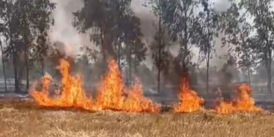 रामपुर: सैंकड़ों बीघा गेहूं में लगी आग, लाखों का नुकसान