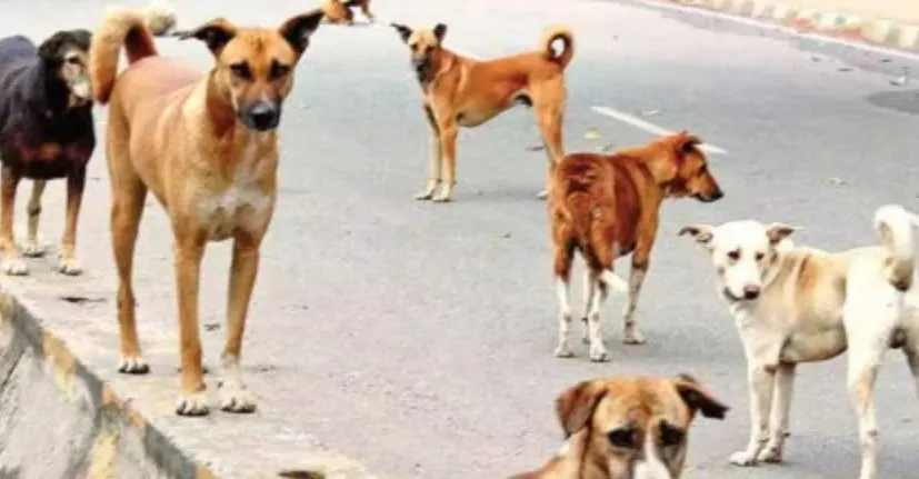 Bareilly: 20-30 लाख रुपये आवारा कुत्तों को पकड़ने में हो रहे खर्च, फिर भी समस्या बरकरार
