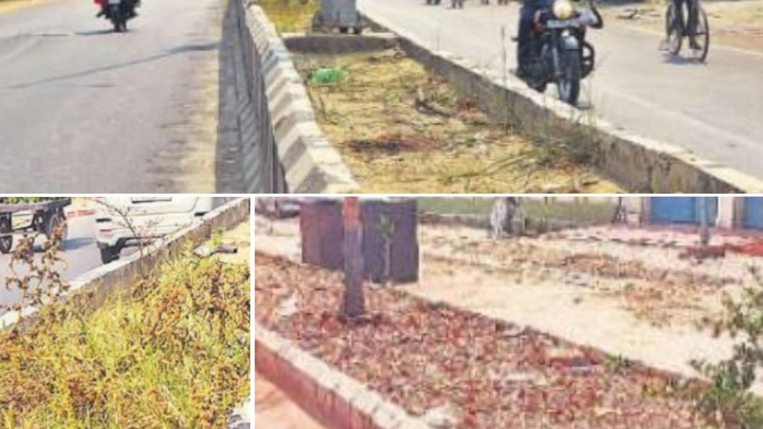 Bareilly: 5 करोड़ की योजना, 2 करोड़ खर्च...फिर भी पौधे मुरझा गए!