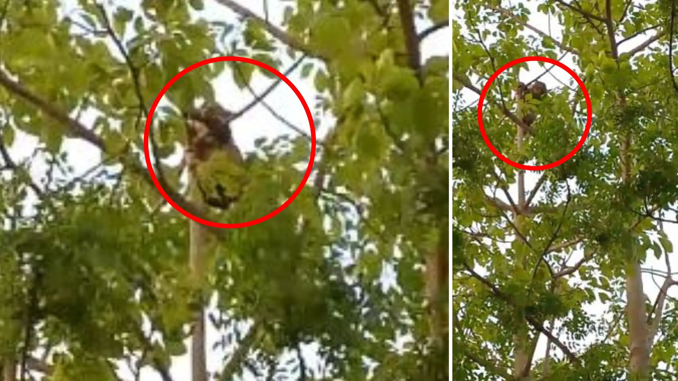 लखीमपुर खीरी: इंसानों की तरह पेड़ पर चढ़ा तेंदुआ, पहले किसान को किया था घायल, वीडियो वायरल