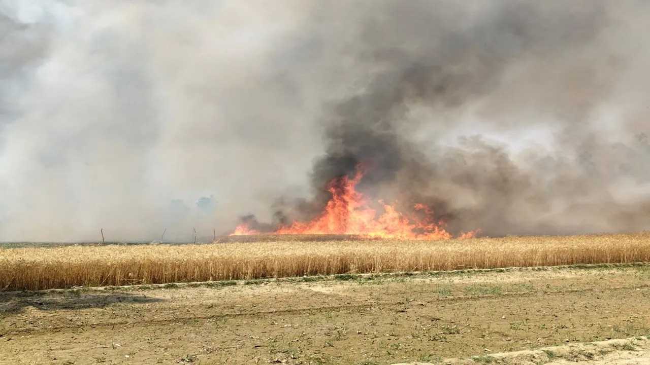 बहराइच: सैकड़ों बीघा गेहूं की फसल जली, किसानों का हुआ लाखों नुकसान