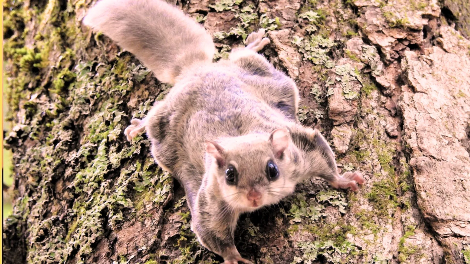 हिमाचल में पहली बार नजर आई 'उड़ने वाली गिलहरी', कैमरा टैपिंग सर्वेक्षण में कैद हुई यह दुर्लभ दृश्य