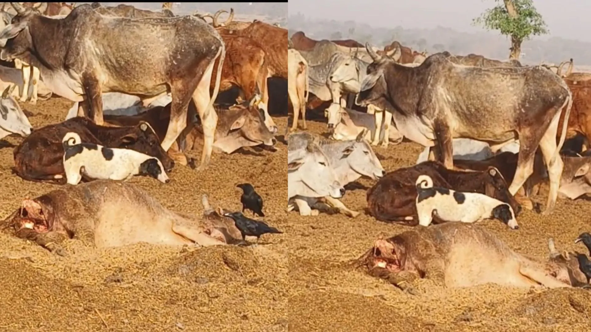 बाराबंकी: आश्रय स्थल में कुपोषित गोवंश तोड़ रहे दम, वीडियो वायरल 