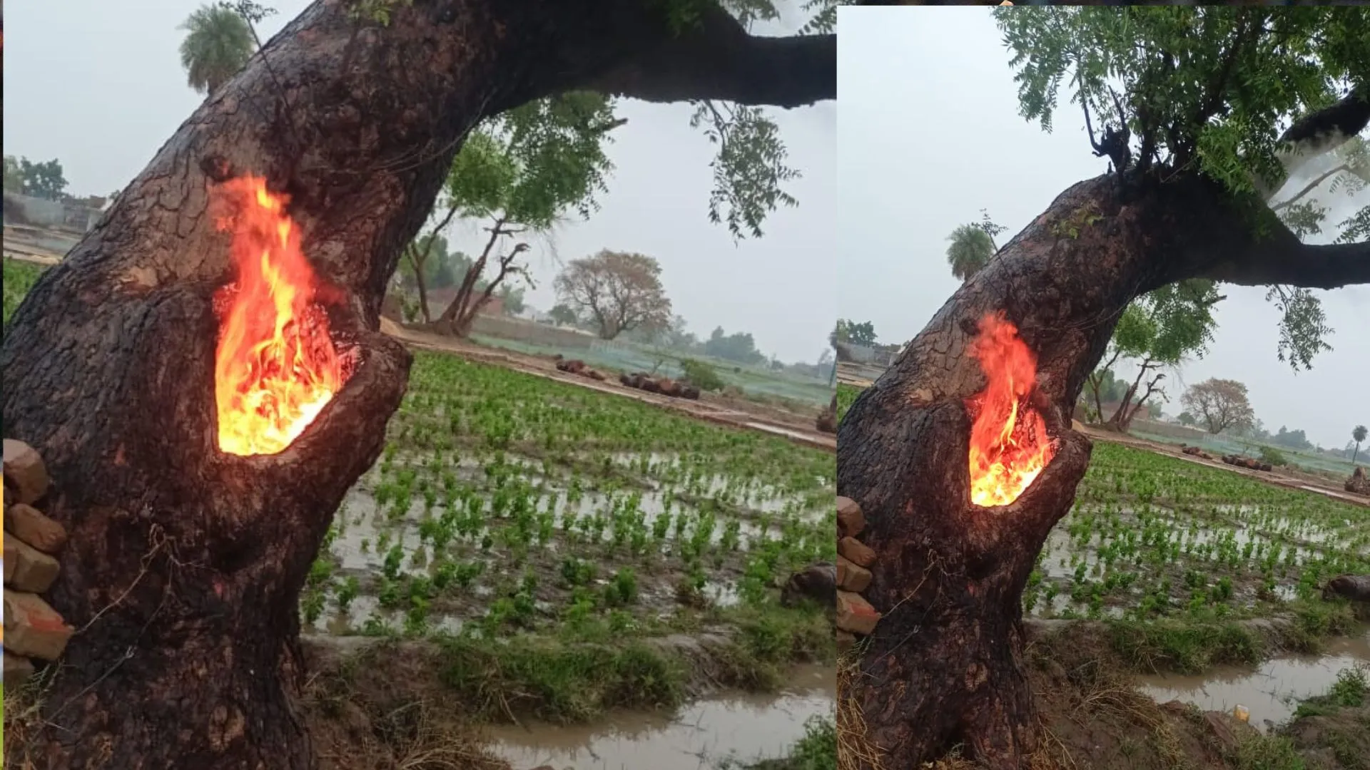 बाराबंकी: आकाशीय बिजली गिरने से नीम के पेड़ में लगी आग, मचा हड़कंप