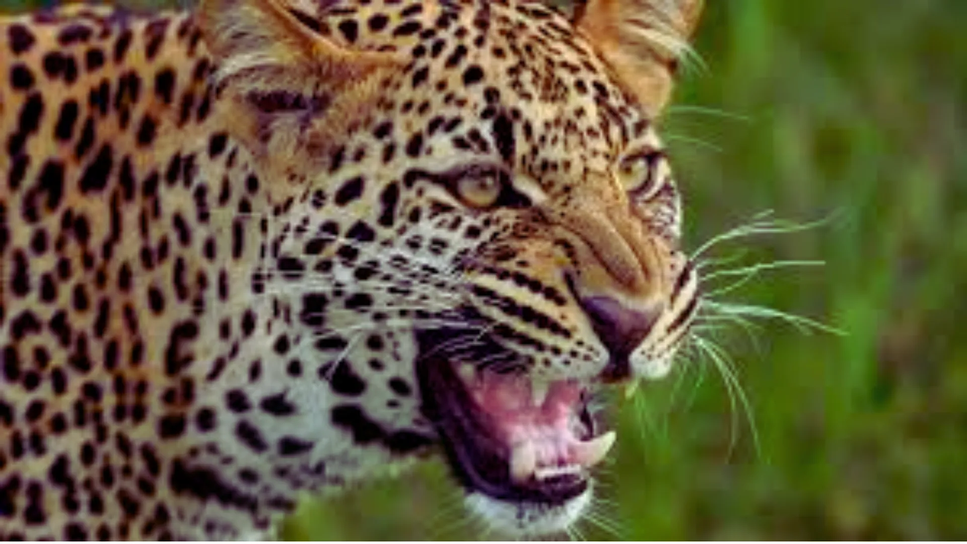 ककरहा वन रेंज में मिला एक वर्षीय तेंदुए का शव, आपसी संघर्ष में मौत की आशंका