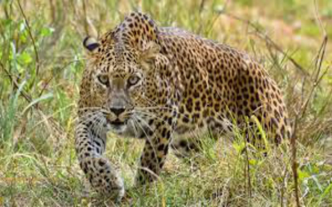 बरेली में तेंदुआ का हमला, खेत पर काम कर रहे किसान को बनाया शिकार