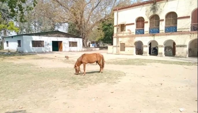 पीलीभीत: अमरिया जाएं तो इस घोड़े से रहिएगा सावधान, कहीं बढ़ न जाए मुश्किल...जानिए पूरा मामला