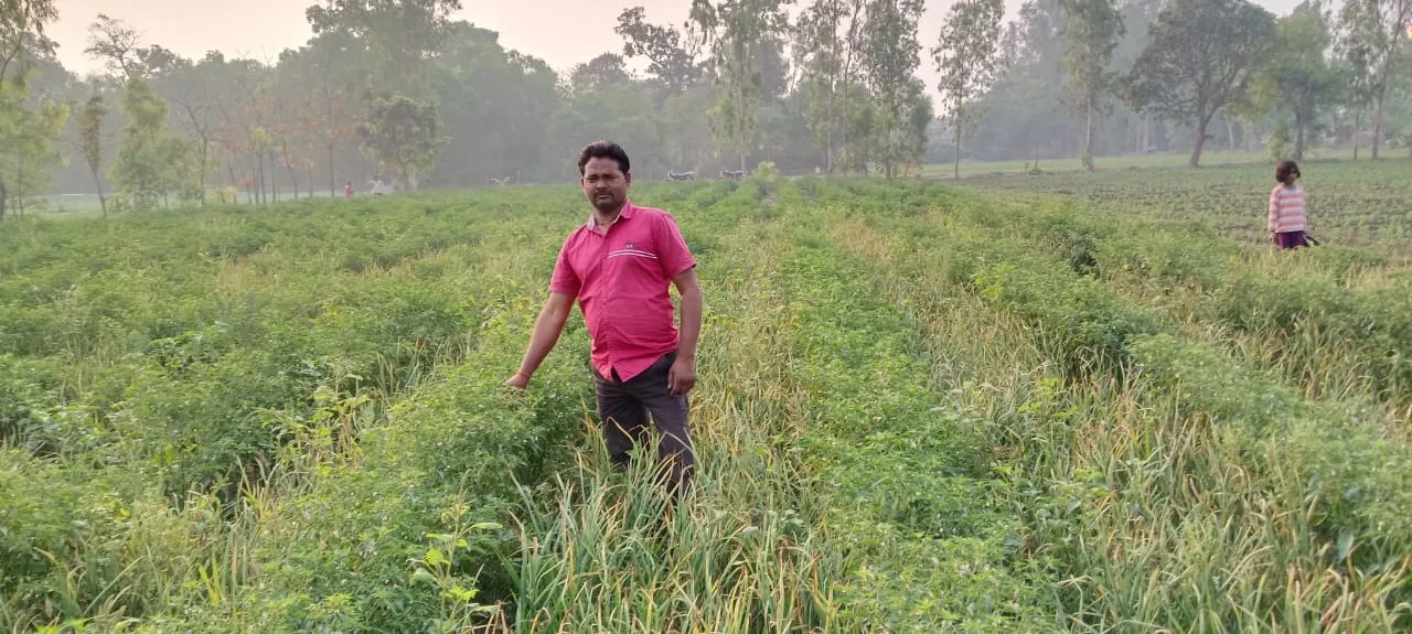 बाराबंकी: लहसुन-मिर्च की संयुक्त खेती से 30 फीसदी तक खर्च कम, आमदनी दोगुनी...किसानों को मिली नई तकनीक 