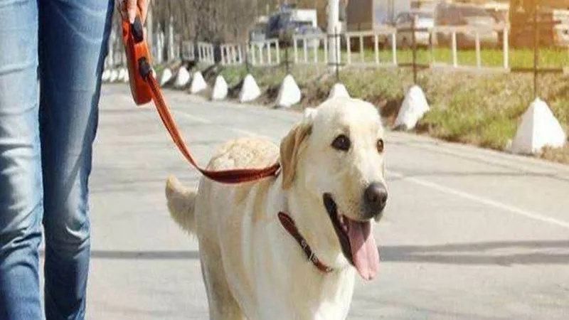 मुरादाबाद : अपने पालतू कुत्तों का कराएं पंजीकरण, अन्यथा पकड़ ले जाएगी नगर निगम की टीम...लगेगा 20,000 रुपये जुर्माना