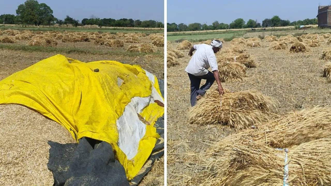 Kanpur Dehat: बेमौसम बारिश से गेहूं की फसल को नुकसान, कटाई-मड़ाई ठप, किसानों की बढ़ी परेशानी