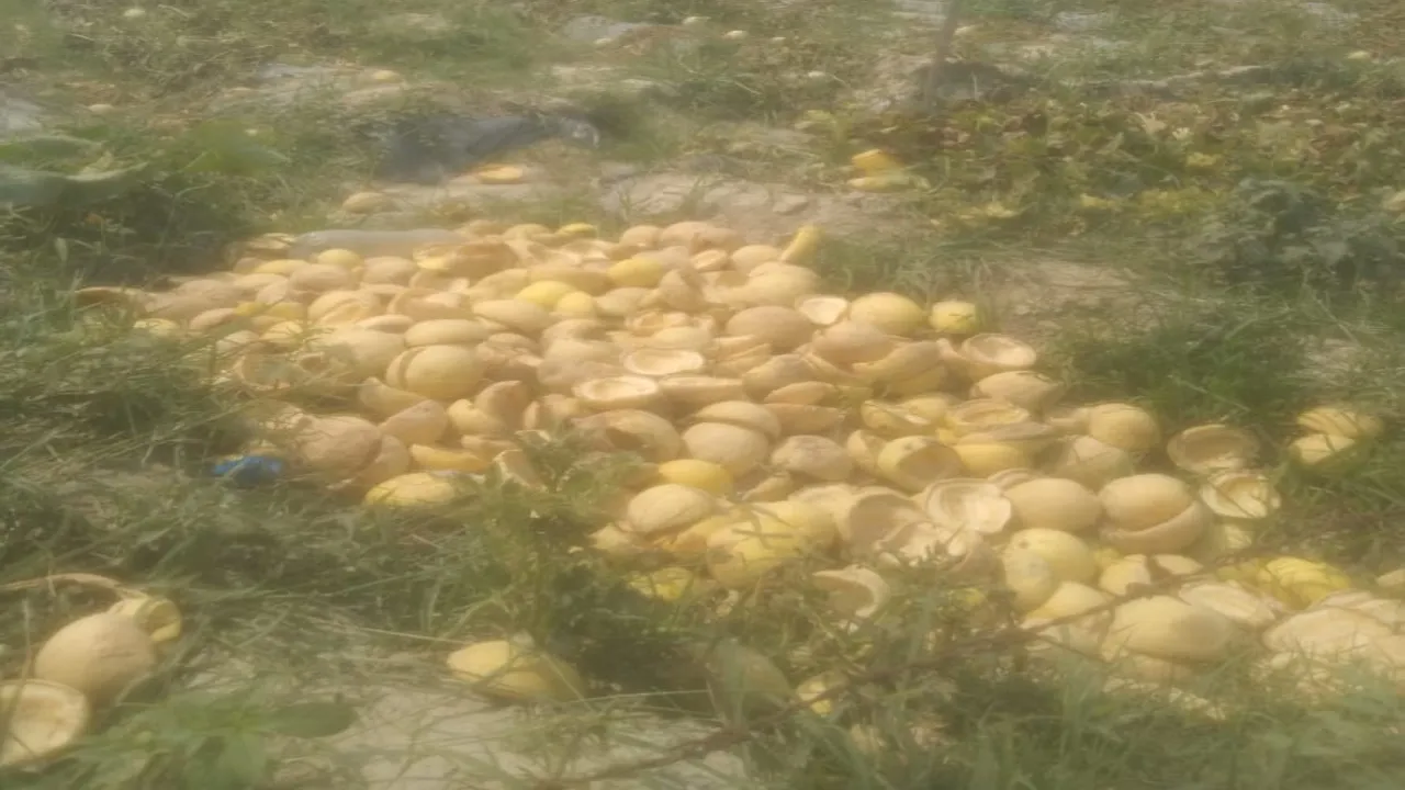 फ्यूजेरियम विल्ट से ताइवानी खरबूजे की फसल बर्बाद, किसान परेशान, लागत निकालना भी हुआ मुश्किल