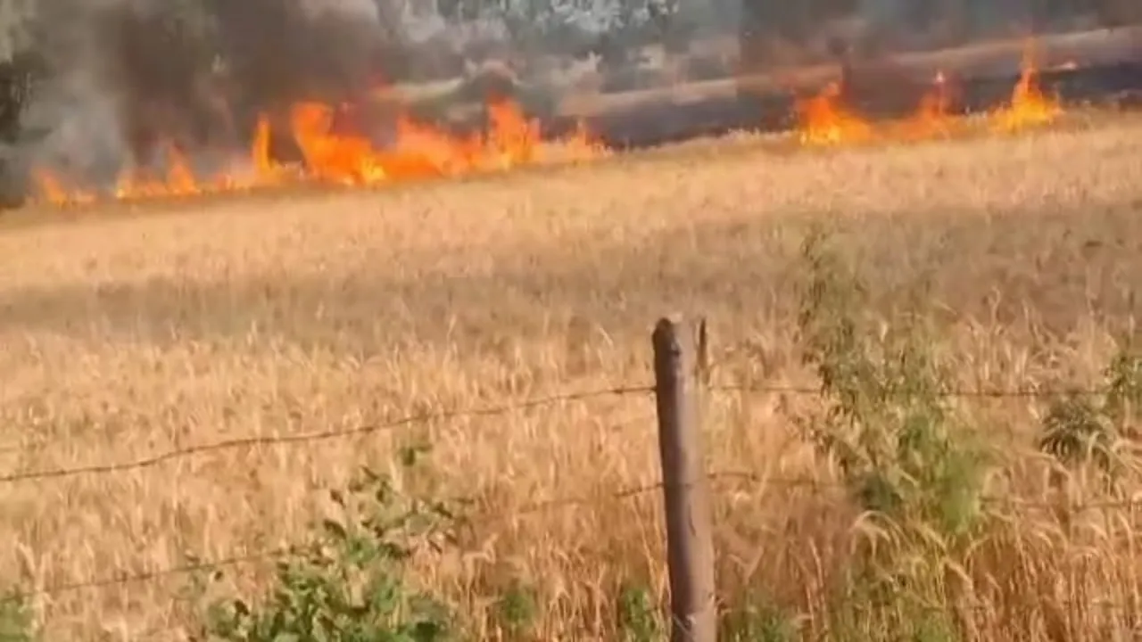  बिजली तारों की चिंगारी से गेहूं की फसल जली : आग पर काबू पाने में किसान का झुलसा पैर 